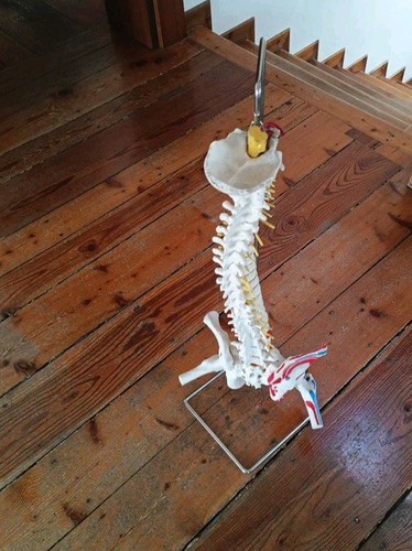 Modello scientifico colonna
