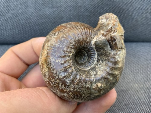 Prepared ammonite cadoceras - 3d,