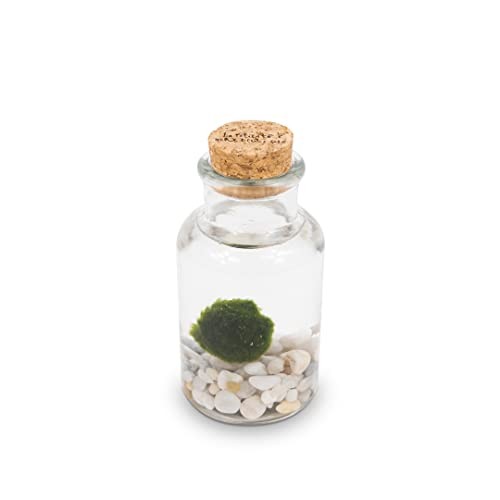 Marimo original bottiglia - original,