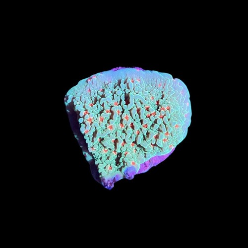 Saluti stagione montipora - saluti,