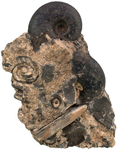 Trias rhacophyllites - trias, &