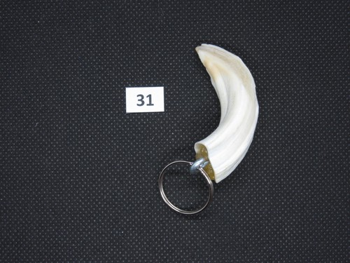 Wild boar tusk - pendant, (no