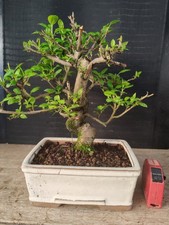 bonsai di melo Giapponese   h