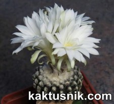 Discocactus horstii    20 seds
