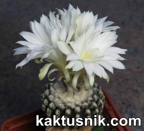 Discocactus horstii semi - horstii,