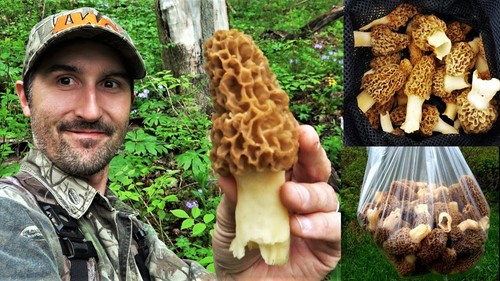 Morel spore funghi sacco - spore, in