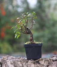 Prebonsai Mirto