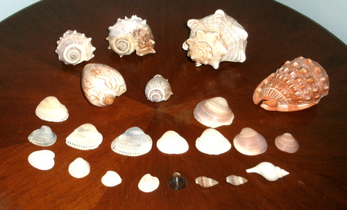 Collezione conchiglie - collezione,