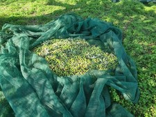 Olio Extravergine D'oliva   5