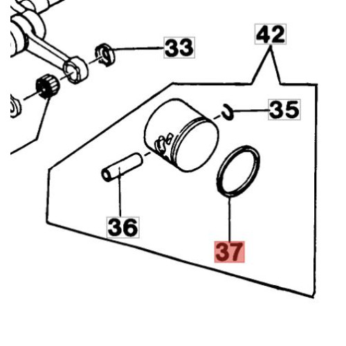 Segmento fascia elastica - segmento,