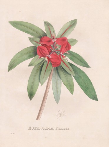 Euphorbia punicea caraibi - euphorbia,