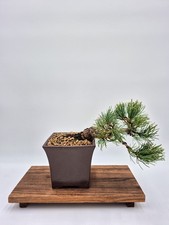 Bonsai di Pinus Pentaphylla