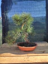 Bonsai Pino Nero Villetta Barrea (Pinus Nigra var. Italica Hochst)