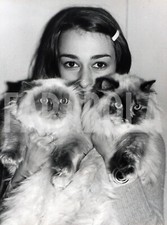 Foto vintage Francia, Due bei gatti persiani, 1974, stampa 24x18 cm