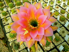 "RL 06.43-VR 3" Echinopsis