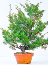 Bonsai di Ginepro Juniperus chinensis shimpaku 46,5 cm  