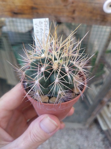 Thelocactus bicolor - , v
