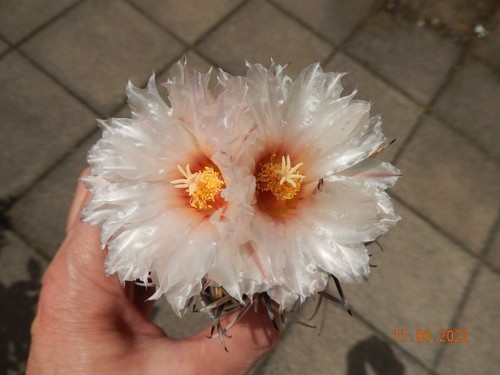 Coryphantha poselgeriana