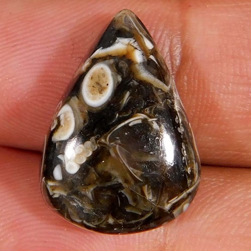 Cabochon pera fossile - pera,
