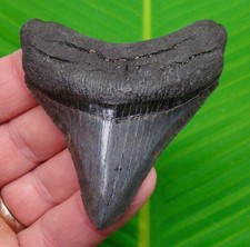 MEGALODON SHARK TOOTH  - 3 &