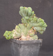 Trickho cereus bridgesii  f