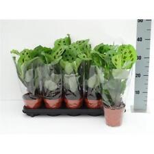 Maranta leuconeura Kerchoveana