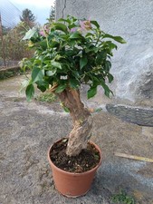Bouganvillea Bonsai Vaso 20 -