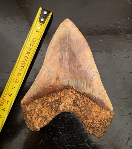 Dente megalodonte 15 - di,