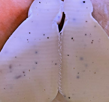 CACIOCAVALLO AL TARTUFO NERO