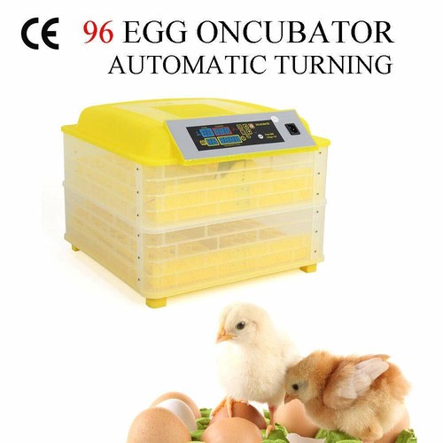 Incubatrice uova uccelli