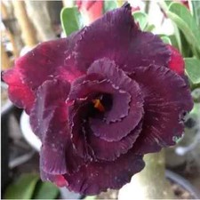 5 semi di Adenium obesum "Amata" Rosa del Deserto "semi freschi" +OMAGGIO