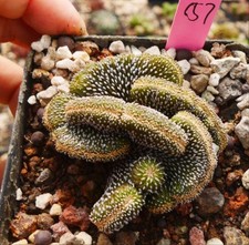 Rara pianta succulenta viva Geohintonia mexicana Cristata WYSIWYG vendita autoradicata