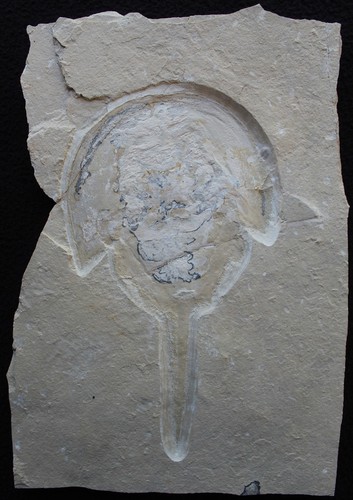 Limulus tachypleus syriacus - limulus,