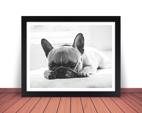 Foto cane bulldog - cane, francese