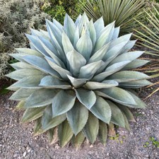 Agave ovatifolia - Agave a