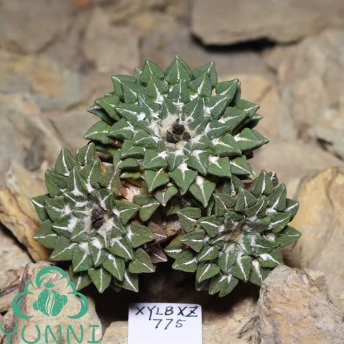 Pianta cactus rara 3 - di,