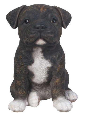 Staffy bull terrier - bull,