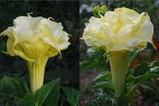 🔥 Datura golden Queen 15