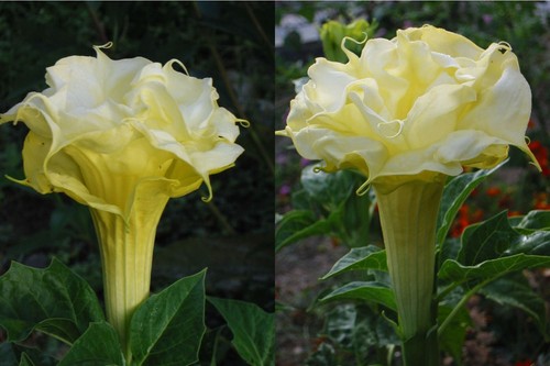 Datura golden queen 15 - 🔥,