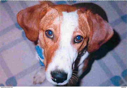 Postcard animals dogs - postcard,