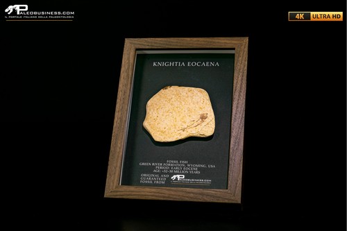 Pesce fossile knightia eocaena - fossile,