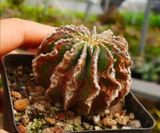 Rare Cacti Geohintonia mexicana WYSIWYG seedgrown Boutique Garden Decor