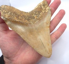 Fossile dente squalo - di,