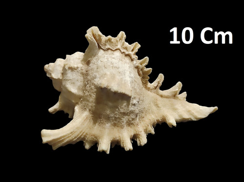 Conchiglia grande fossile