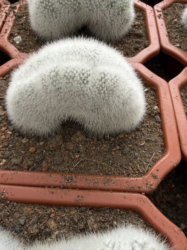 Pianta succulenta notocactus - pianta,