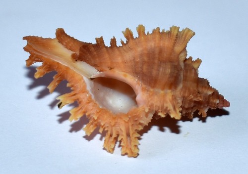 Sea shell coquillages - sea,