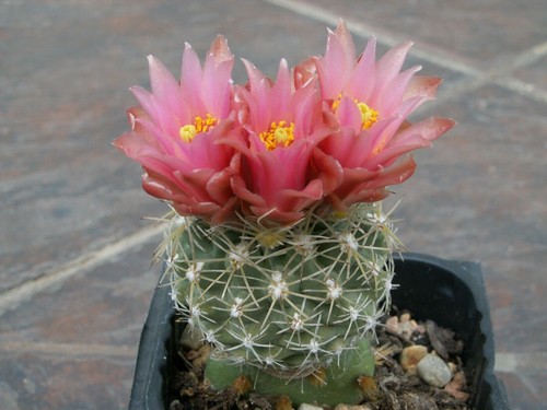 Sclerocactus pubispinus 10 - pubispinus,
