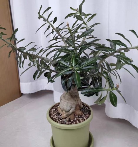 Adenium obesum suomali - adenium, "suomali"