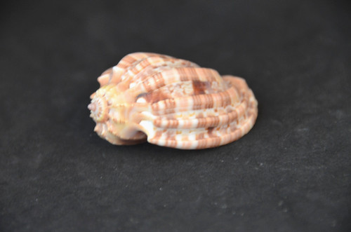 Specimen harpa 54mm - specimen,