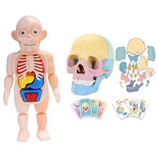 Modello Di Cranio Anatomico